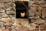 Foto: Panda červená
