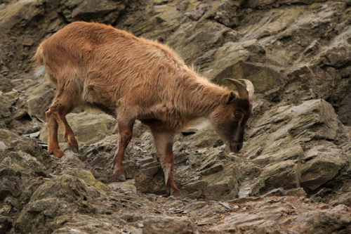 Foto: Tahr himálajský