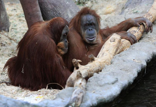 Foto: Orangutan sumaterský