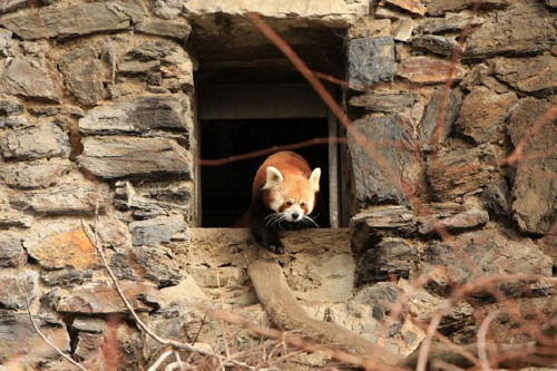 Foto: Panda červená