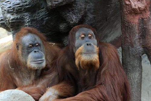 Foto: Orangutan sumaterský