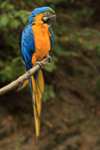 Foto: Ara ararauna