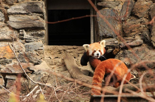 Foto: Panda červená