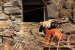Foto: Panda červená