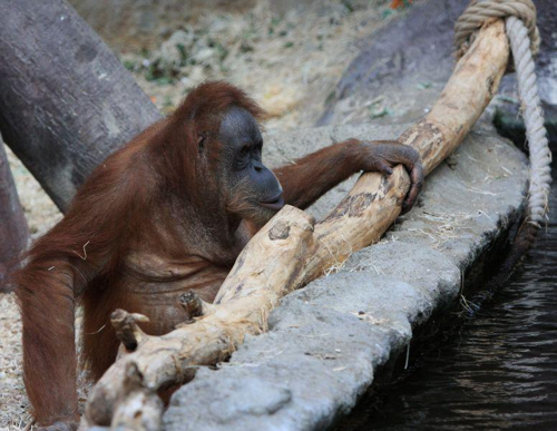 Foto: Orangutan sumaterský