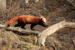 Foto: Panda červená