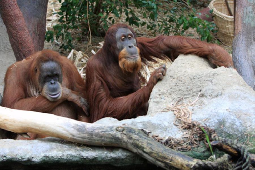 Foto: Orangutan sumaterský