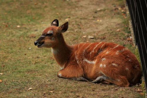 Foto: Sitatunga západoafrická