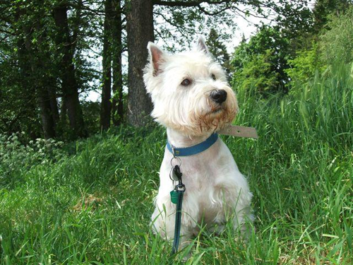 Foto: West highland white teriér