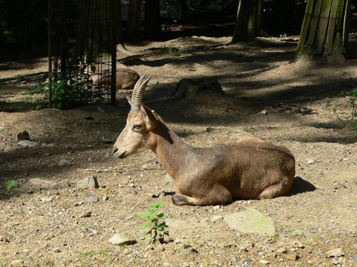 Foto: Kozorožec sibiřský