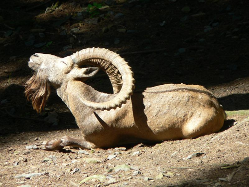 Foto: Kozorožec sibiřský