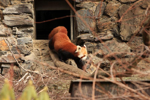 Foto: Panda červená