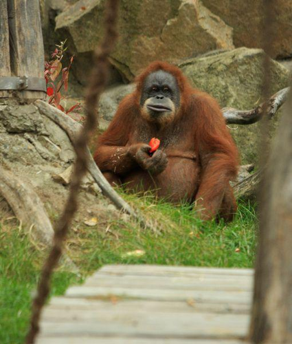 Foto: Orangutan sumaterský