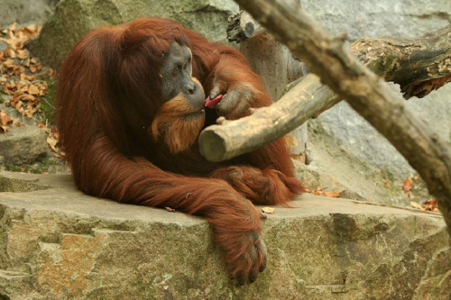 Foto: Orangutan sumaterský