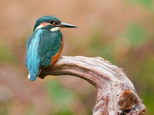 Foto: Ledňáček říční