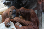 Foto: Orangutan sumaterský