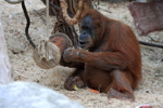 Foto: Orangutan sumaterský