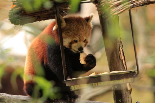 Foto: Panda červená
