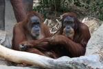 Foto: Orangutan sumaterský