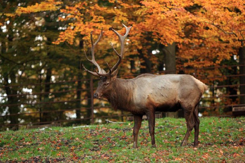 Foto: Wapiti sibiřský