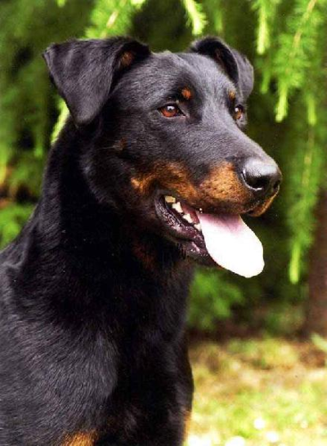 Foto: Beauceron