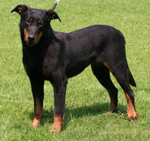 Foto: Beauceron