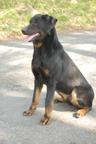 Foto: Beauceron