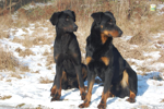 Foto: Beauceron