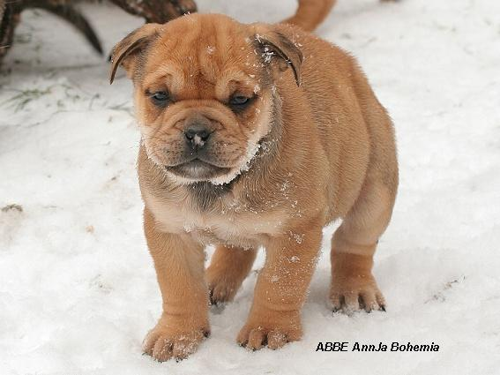 Foto: Malorská doga