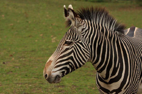 Foto: Zebra grévyho