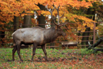 Foto: Wapiti sibiřský