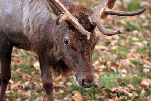 Foto: Wapiti sibiřský