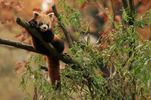 Foto: Panda červená