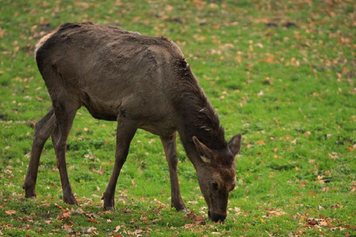 Foto: Wapiti sibiřský