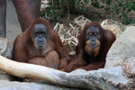 Foto: Orangutan sumaterský