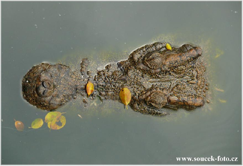 Foto: Krokodýl siamský