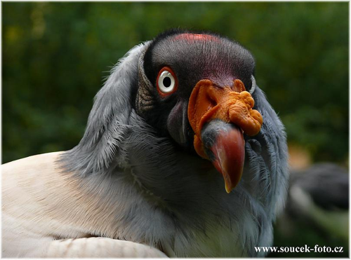 Foto: Kondor královský