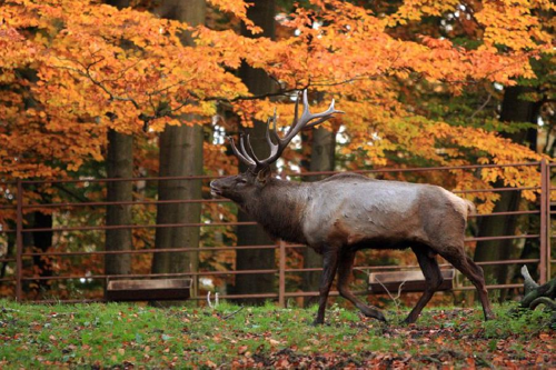 Foto: Wapiti sibiřský