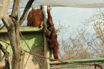 Foto: Orangutan sumaterský