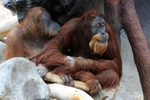 Foto: Orangutan sumaterský