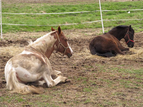 Foto: Kůň domácí