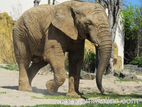 Foto: Slon africký