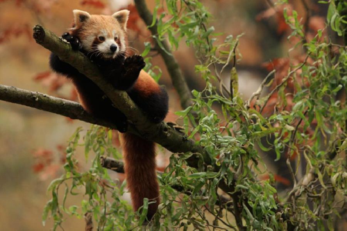 Foto: Panda červená