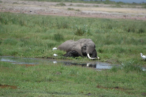 Foto: Slon africký