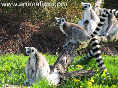 Foto: Lemur kata