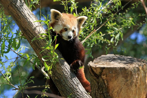 Foto: Panda červená