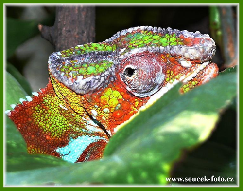 Foto: Chameleon pardálí