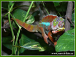 Foto: Chameleon pardálí