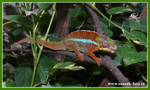 Foto: Chameleon pardálí