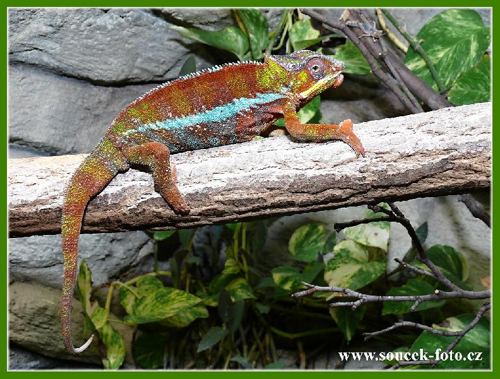 Foto: Chameleon pardálí